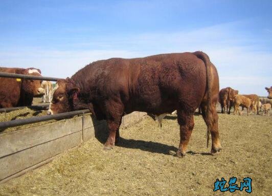 肉牛品种、肉牛品种都有哪些?