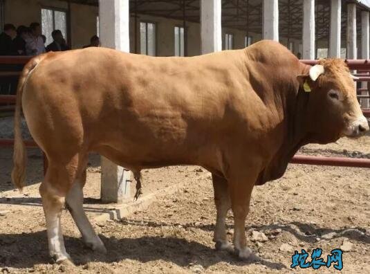 肉牛品种、肉牛品种都有哪些?