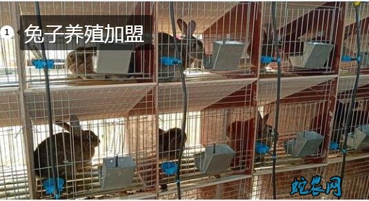 兔子养殖加盟、兔子养殖加盟骗局吗?