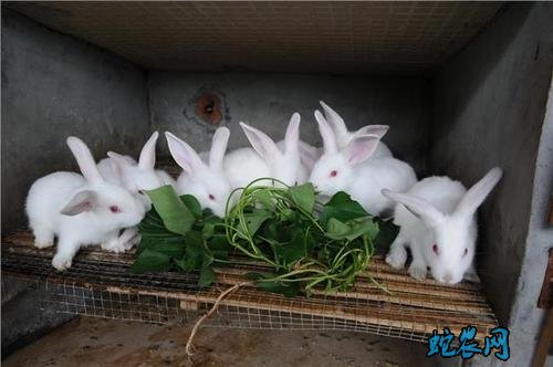兔子养殖加盟、兔子养殖加盟骗局吗？