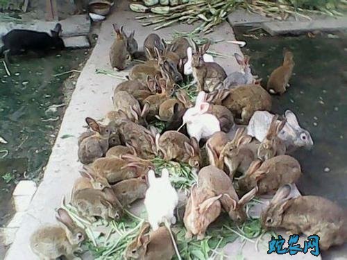 兔子养殖加盟、兔子养殖加盟骗局吗？