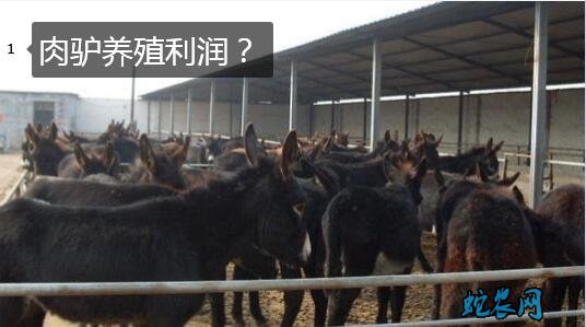 肉驴养殖利润?