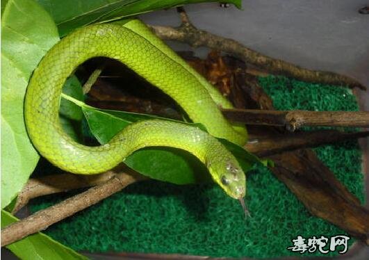 翠青蛇宠物图片