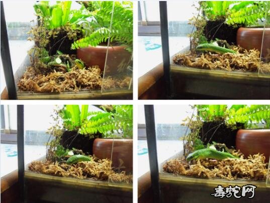 翠青蛇宠物图片