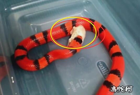 实拍洪都拉斯奶蛇的喂食图片