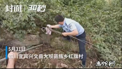 四川宜宾村民禽蛋频频被盗!竟然是8斤重的大王蛇在作怪!