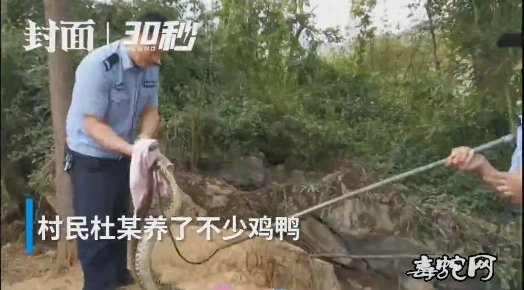 四川宜宾村民禽蛋频频被盗!竟然是8斤重的大王蛇在作怪!