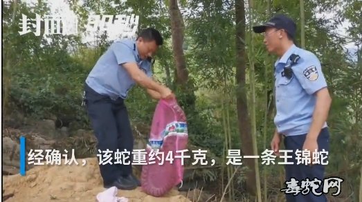 四川宜宾村民禽蛋频频被盗!竟然是8斤重的大王蛇在作怪!