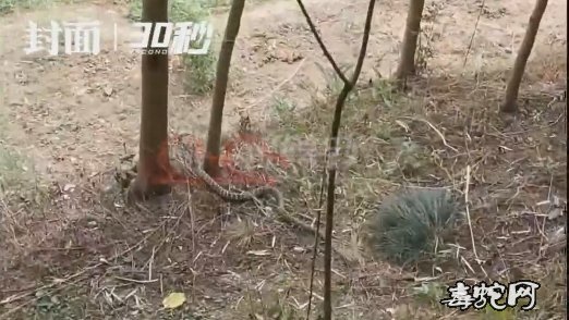 四川宜宾村民禽蛋频频被盗！竟然是8斤重的大王蛇在作怪！