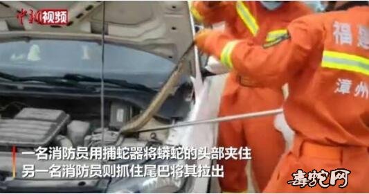 漳浦工地现2米蟒蛇“游荡”、消防队员从车底抓捕放生！