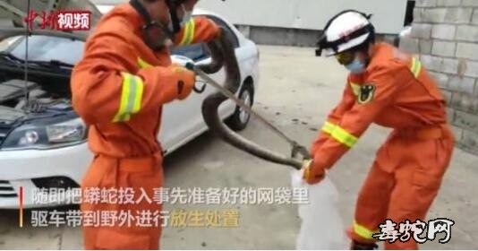 漳浦工地现2米蟒蛇“游荡”、消防队员从车底抓捕放生！