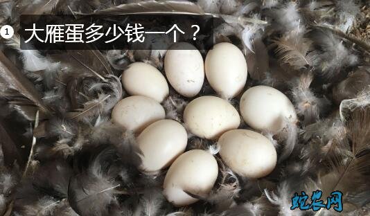 大雁蛋多少钱一个?