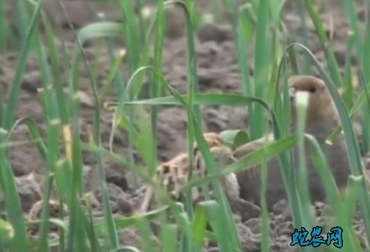 鹧鸪视频、鹧鸪一家子在大蒜地里幸福玩耍!