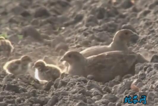 鹧鸪视频、鹧鸪一家子在大蒜地里幸福玩耍!