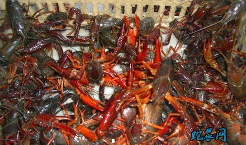 小龙虾批发价格、2020年商品小龙虾多少钱一斤？