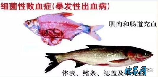 水产养殖疾病防治:湖北省2020年6月水产养殖病害预测预报