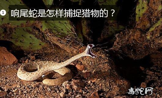 响尾蛇是怎样捕捉猎物的?