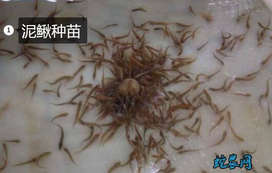 泥鳅种苗、泥鳅种苗有哪些品种?价格多少?