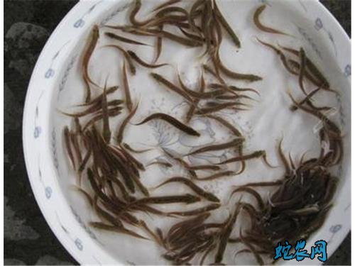 泥鳅种苗、泥鳅种苗有哪些品种?价格多少?
