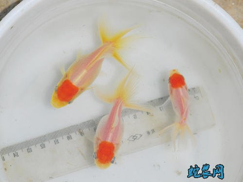 金鱼养3条比较招财?