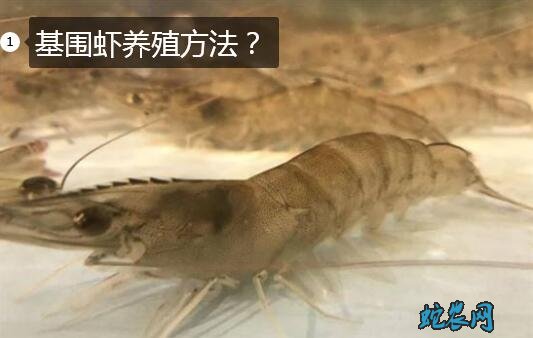 基围虾养殖方法