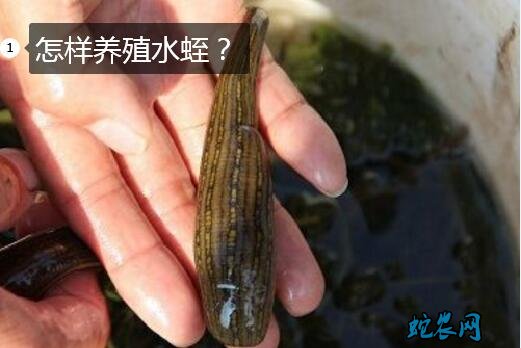 怎样养殖水蛭?