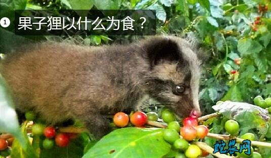 果子狸以什么为食?
