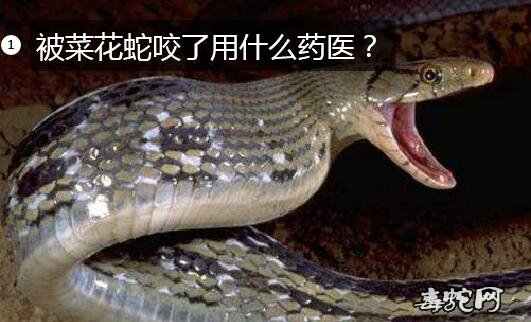 被菜花蛇咬了用什么药医?