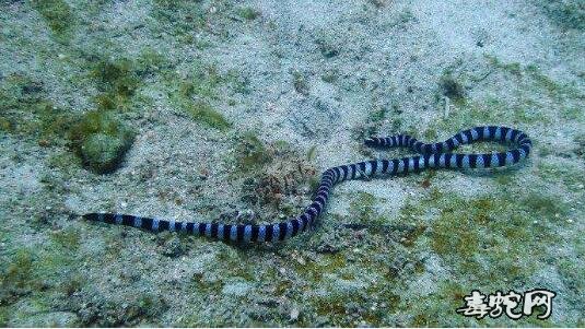 海蛇毒液价格?