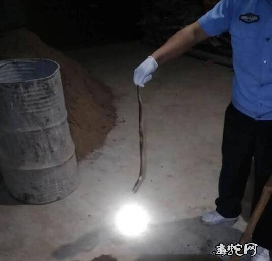 崇仁一居民家中惊现毒蛇! 民警呼吁市民注意安全!