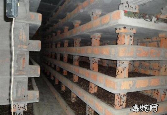 土元市场价、2020年土元/土鳖虫多少钱一斤?