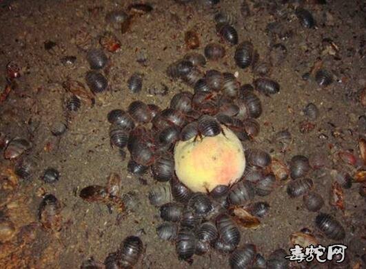 土元市场价、2020年土元/土鳖虫多少钱一斤?