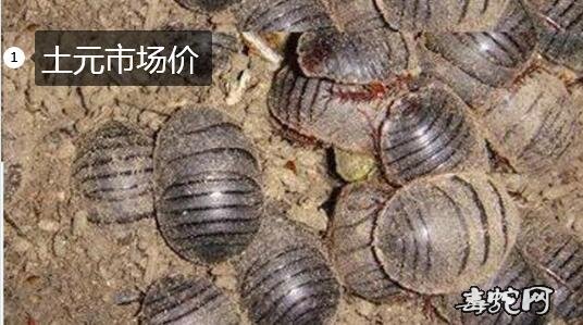 土元市场价、2020年土元/土鳖虫多少钱一斤?