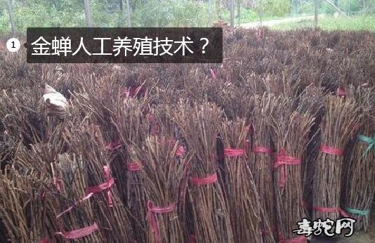 金蝉人工养殖技术?
