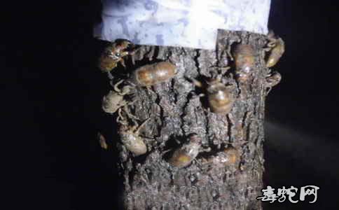 金蝉人工养殖技术?
