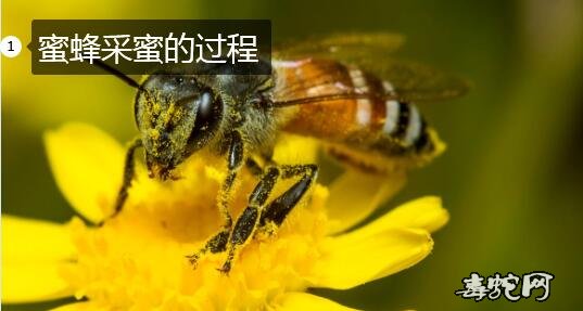 蜜蜂采蜜、蜜蜂采蜜的过程详解！