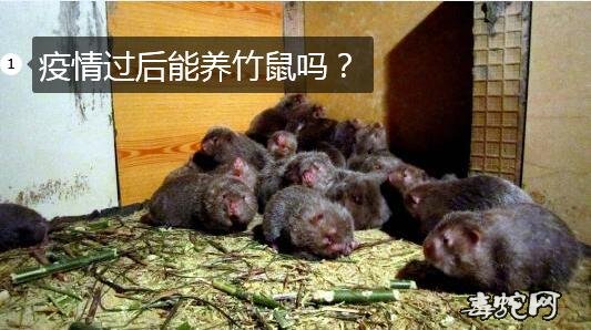 养竹鼠、疫情过后能养竹鼠吗？