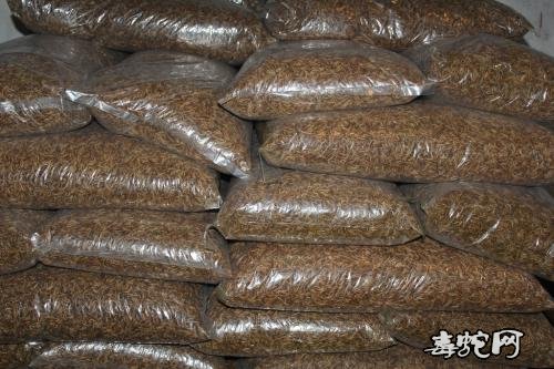 面包虫多少钱?2020年面包虫价格行情?