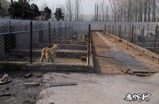 肉狗养殖技术？