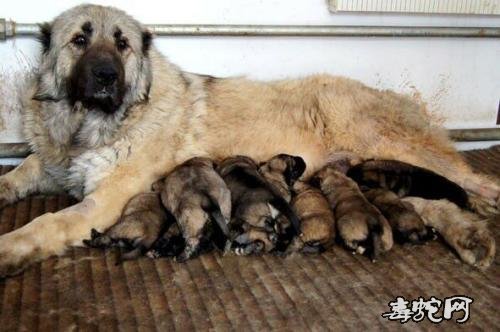 肉狗养殖技术？