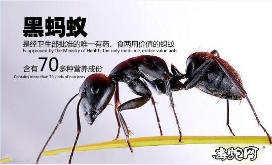 黑蚂蚁图片1