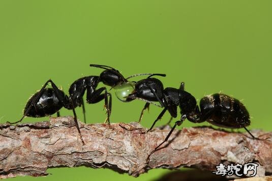 黑蚂蚁图片8