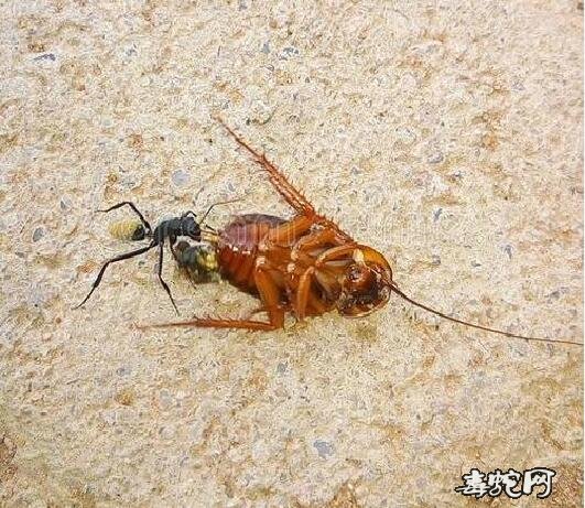 黑蚂蚁图片15