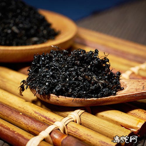 黑蚂蚁图片17