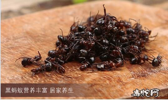 黑蚂蚁图片18