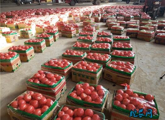 江苏连云港市场供应充足、蔬菜价格普遍回落!