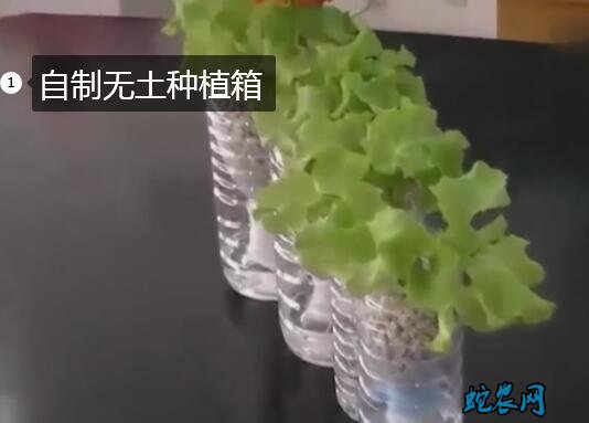 自制无土种植箱、无土种植箱制作方法？