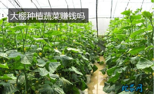大棚种植蔬菜、大棚种植蔬菜赚钱吗?