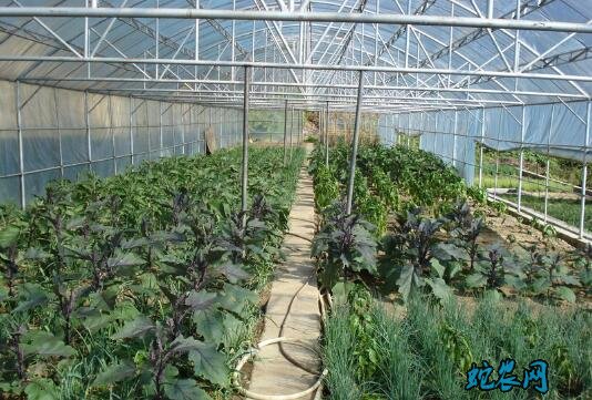 大棚种植蔬菜、大棚种植蔬菜赚钱吗?