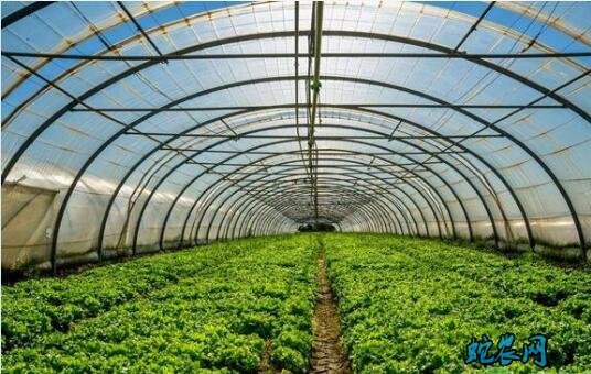 大棚种植蔬菜、大棚种植蔬菜赚钱吗?